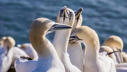 kering.com-曼联正式宣布签约逆天前锋，转会市场火热，曼联引进前锋