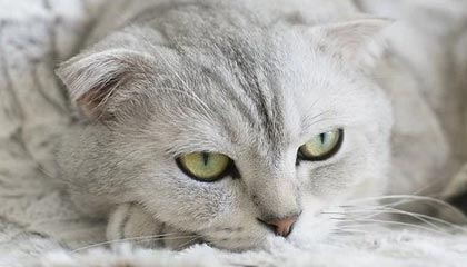 kering.com-曼联正式宣布签约逆天前锋，转会市场火热，曼联引进前锋